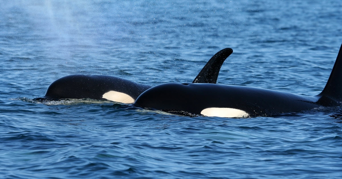 Killer whales (Orcas) swim side by side in the ocean.