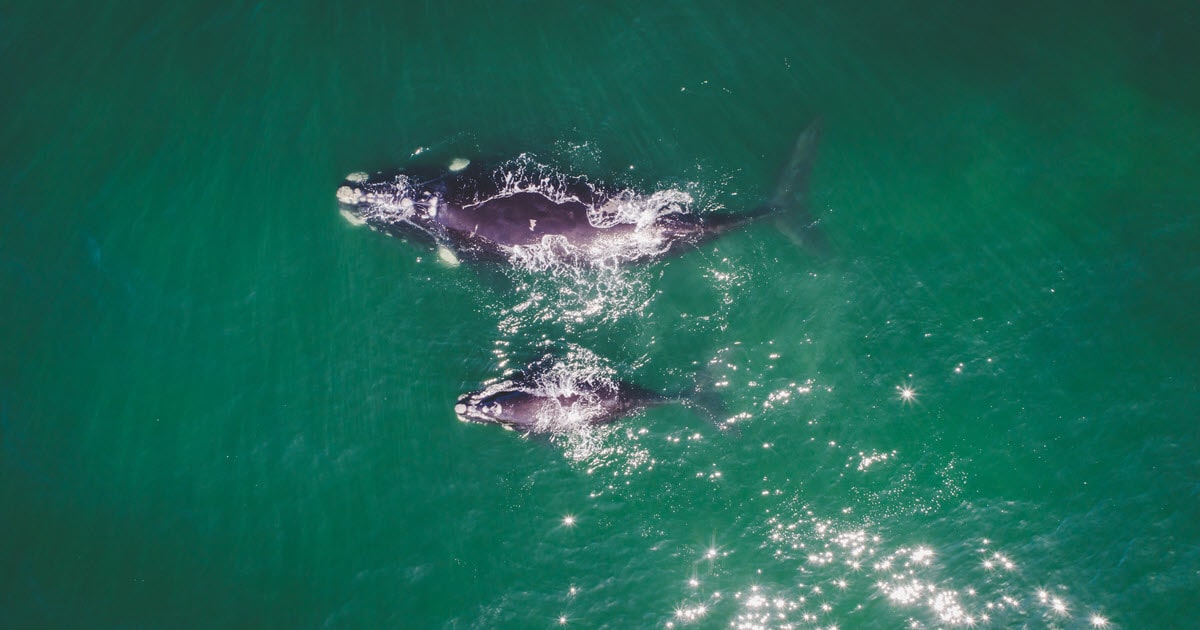 Southern right whales swim through the open water.