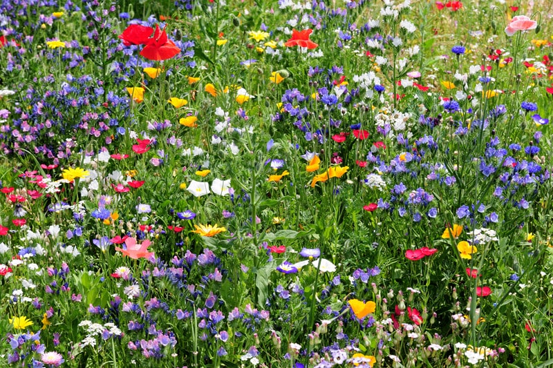 Geraldton Wildflowers Western Australia