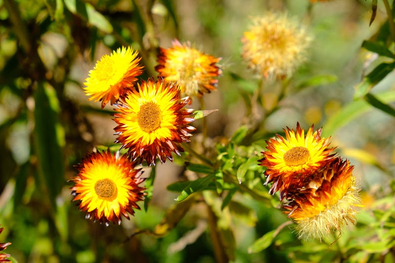 Kings Park Wildflowers Western Australia