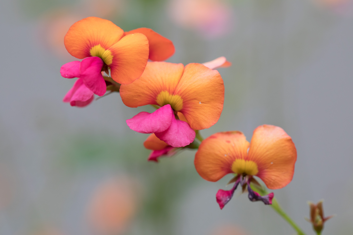 3 orange blossoms on a stem