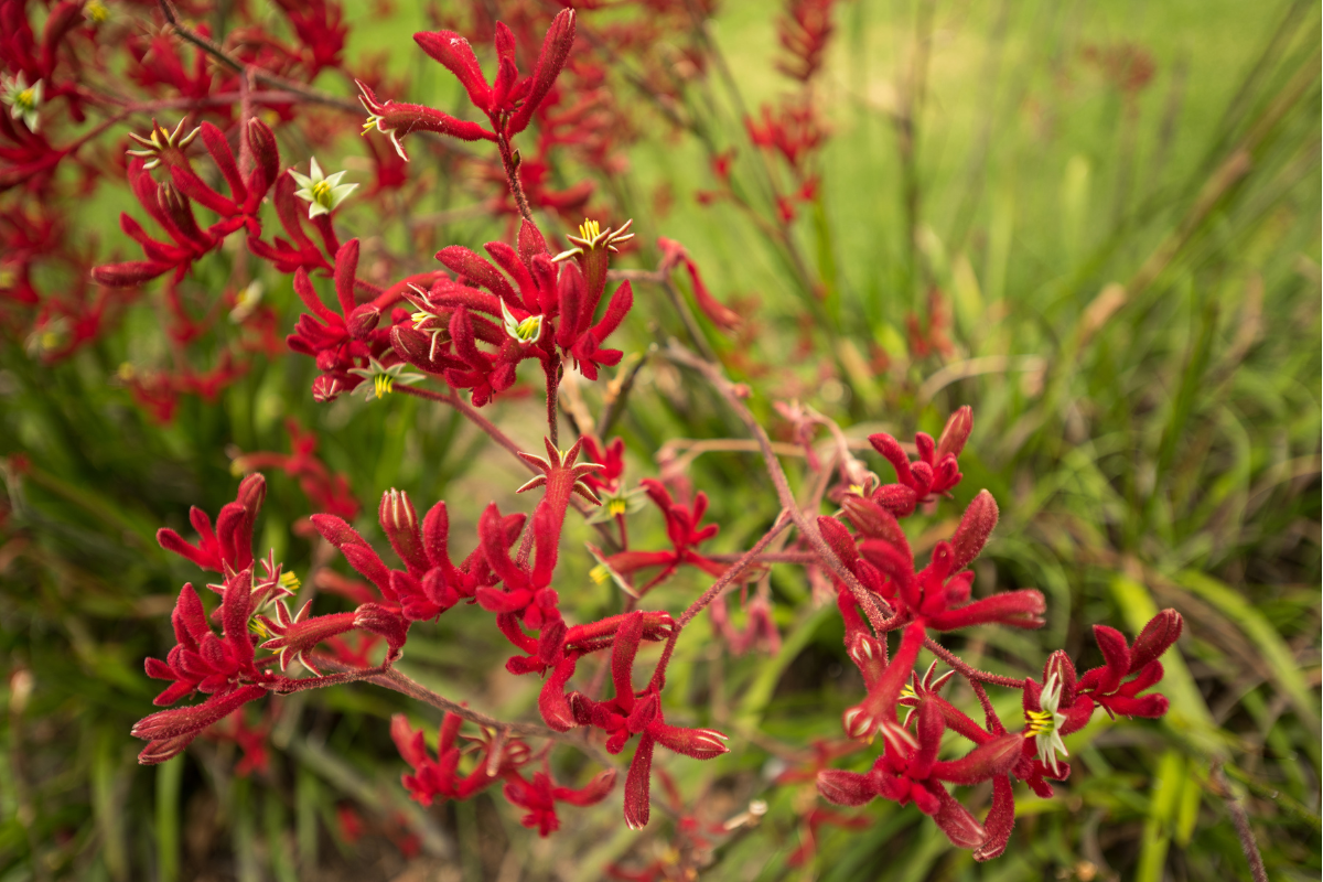An image of a red kangaroo paw wildflower