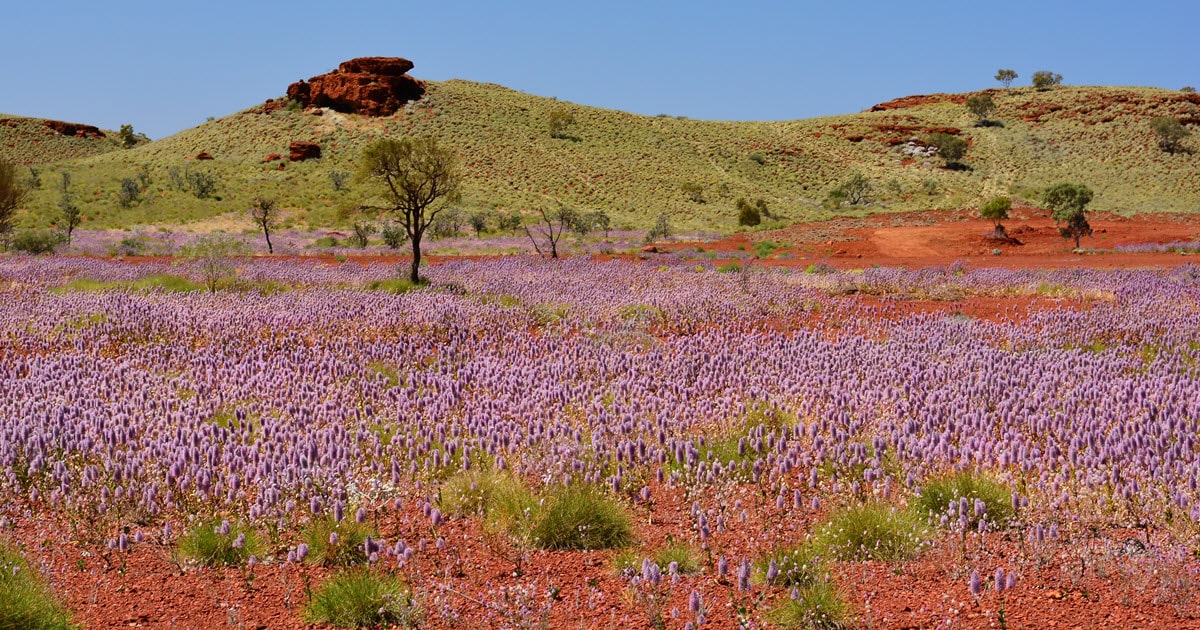 Wildflower Season WA: Find Australian Native Wildflowers 2022