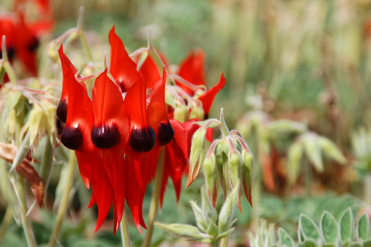 Red flwoers against a green backdrop.