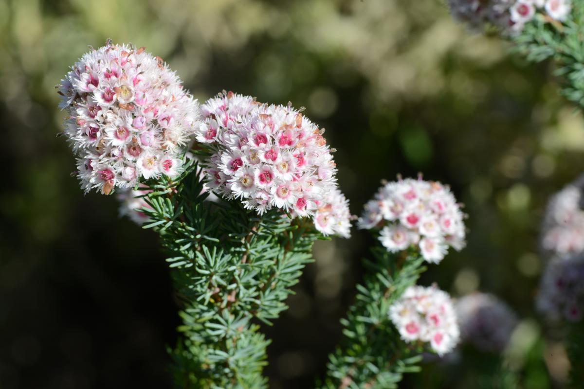 A bunch of pink flowers clumped together