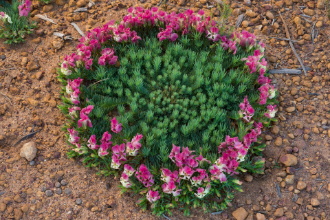 A low lying shrub flower with green grass int he middle and pink blossoms surrounding it like a wreath.