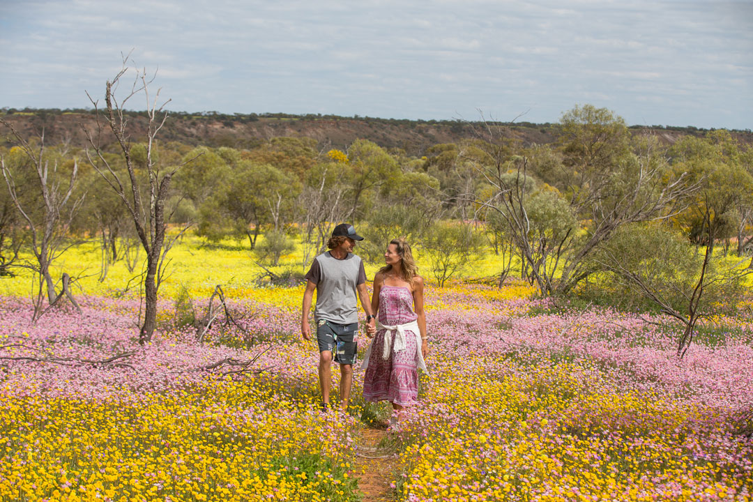 geraldton wildflower season