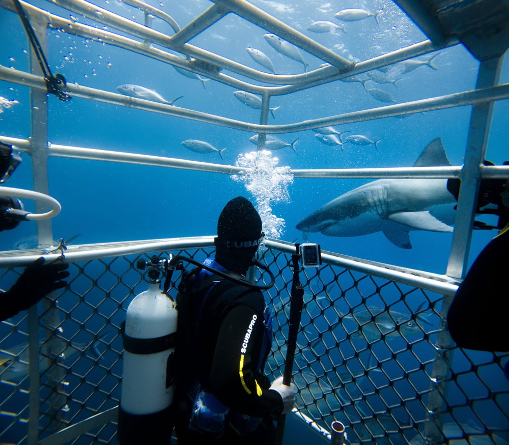 shark-cage-diving-port-lincoln