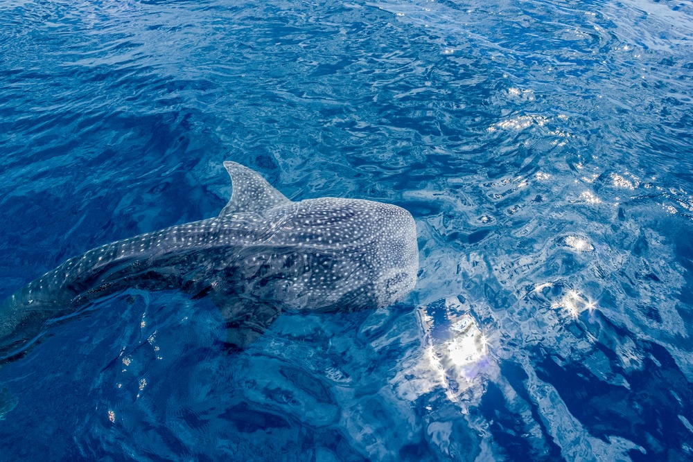 Whale Shark at Ningaloo Reef