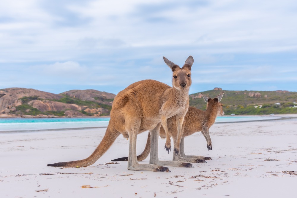 Kangaroos on the beach in lucky bay