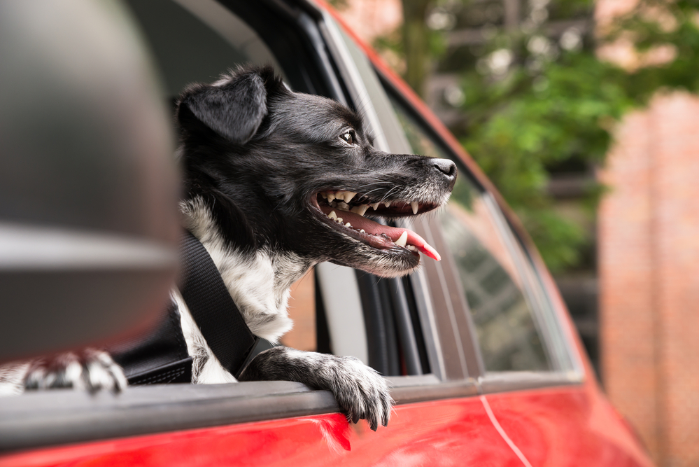 dog friendly road trips australia