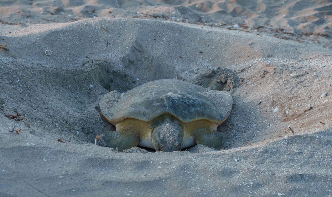 A female flatback turtle laying eggs in the sand