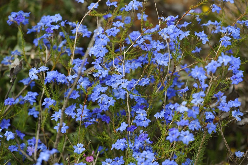 Lesueur National Park Wildflowers Western Australia