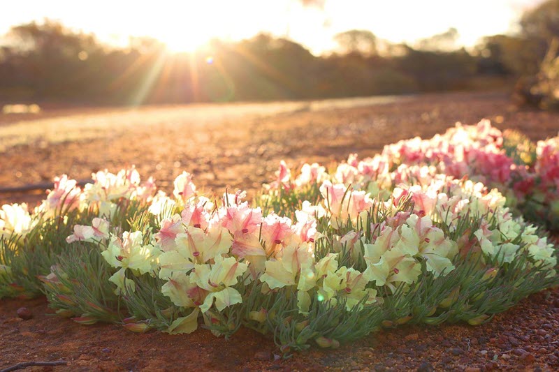 Visit Perenjori Wildflowers Wreathflower