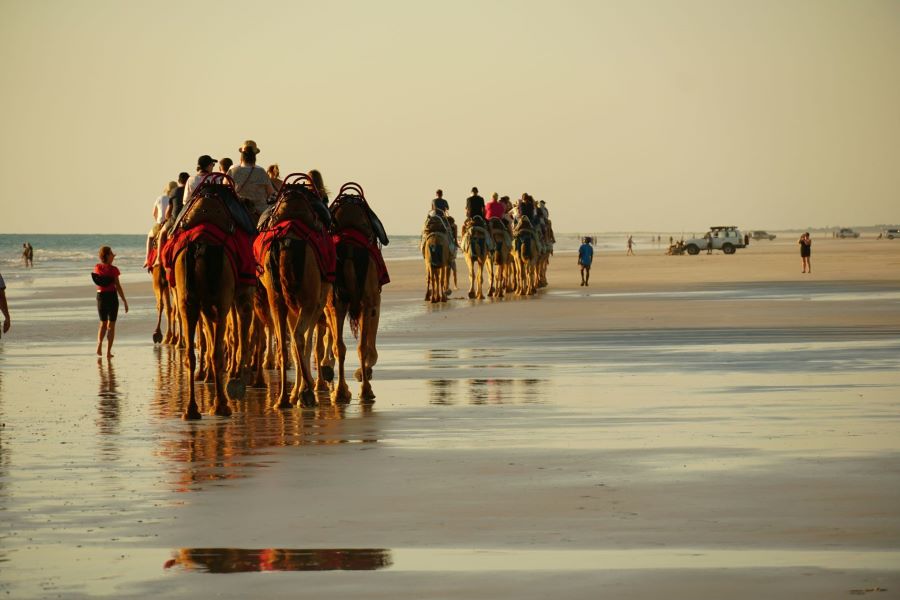 People riding on camels on the beach ay sunset