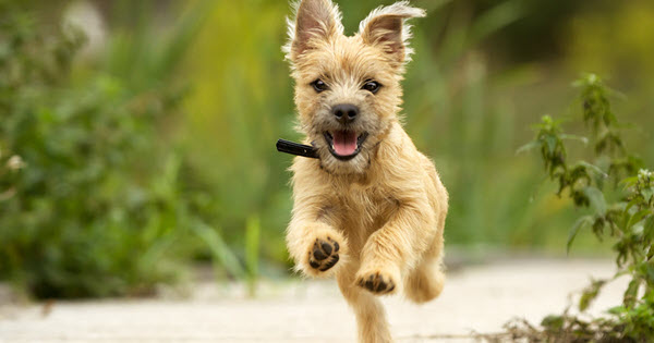 camping backyard dog friendly