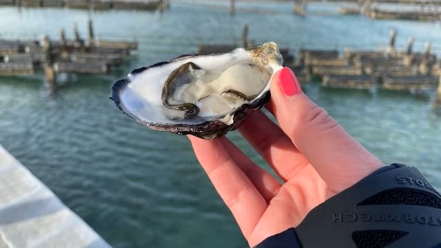 A hand holding an oyster, with an oyster farm in the background. 
