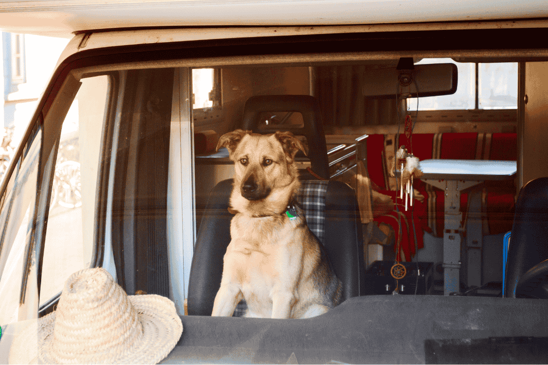 A dog sits in the front seat of a motorhome