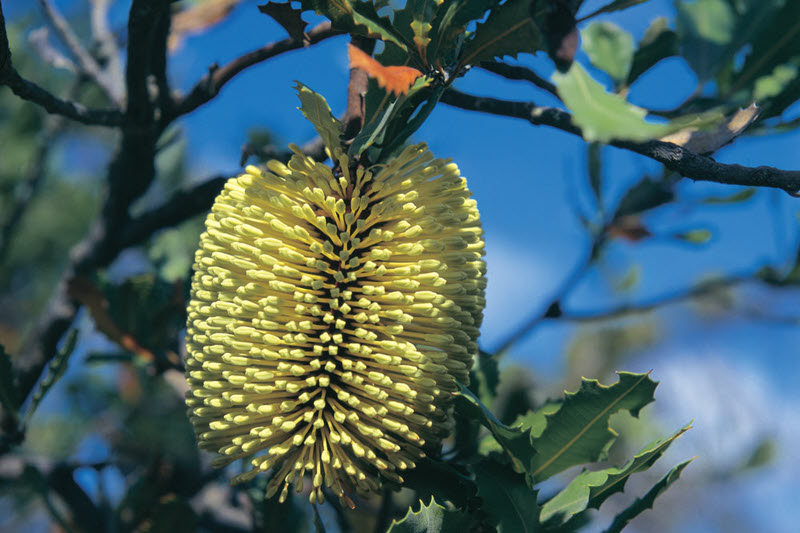 esperance wildflower season