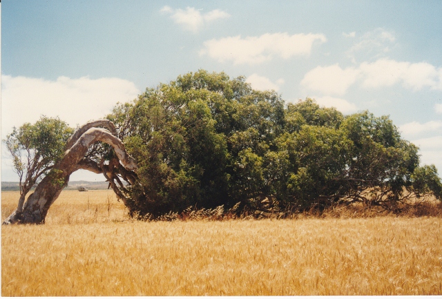 A leaning tree with an upright trunk and branches that lean sideways