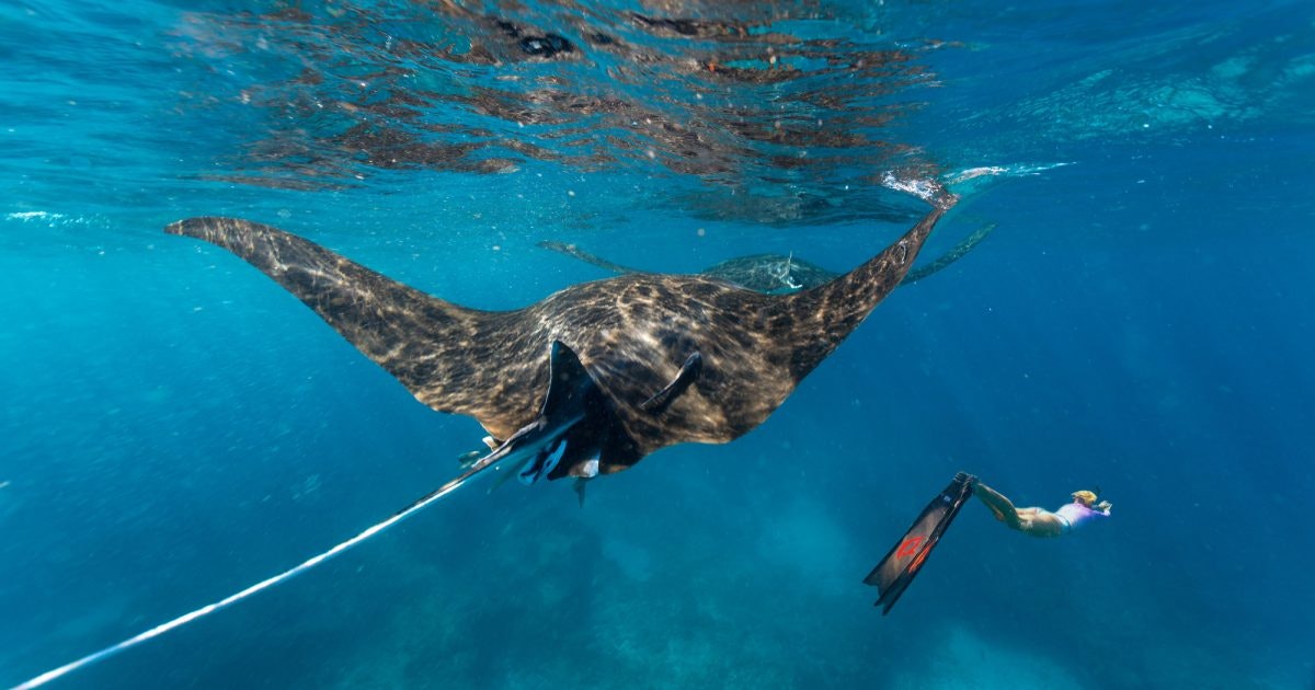 A woman snorkelling in the ocean with a manta ray