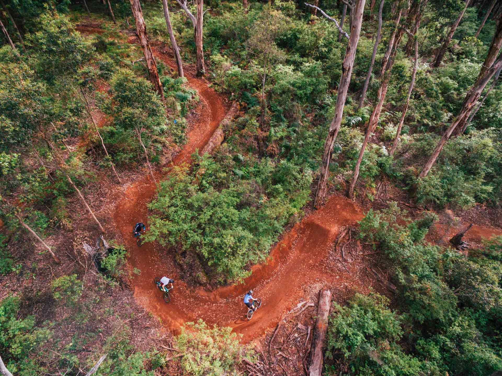 3 mountain bikers riding through the forest.