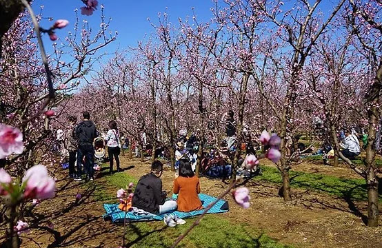 Where to Pick Fruit in WA