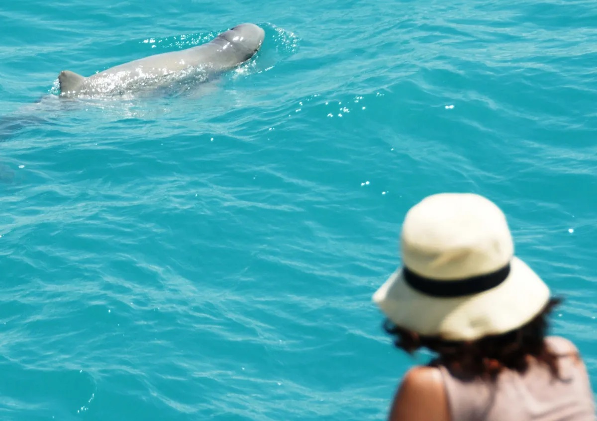 A woman watching a snubfin dolphin swimming in blue waters