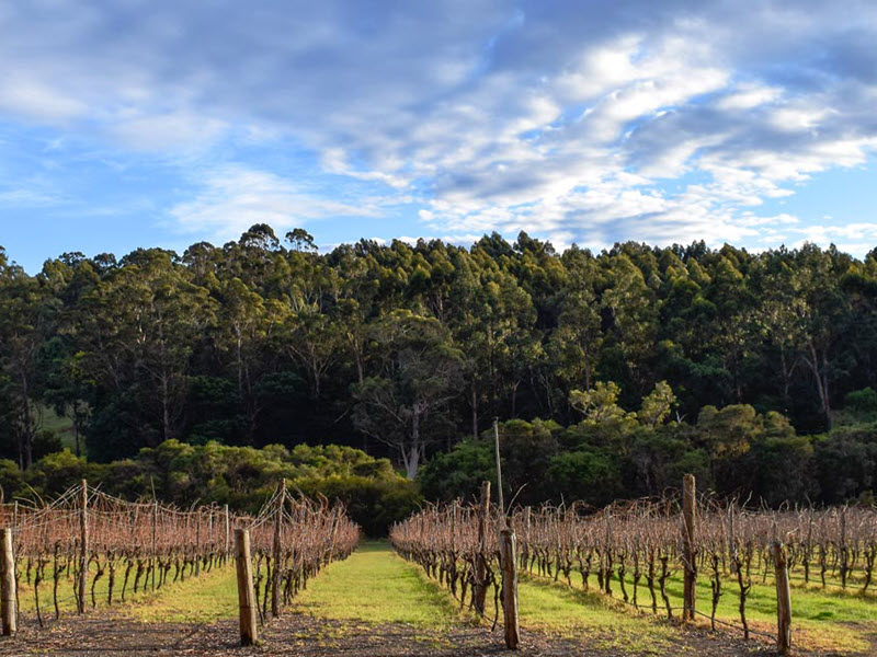 walpole vineyards breweries