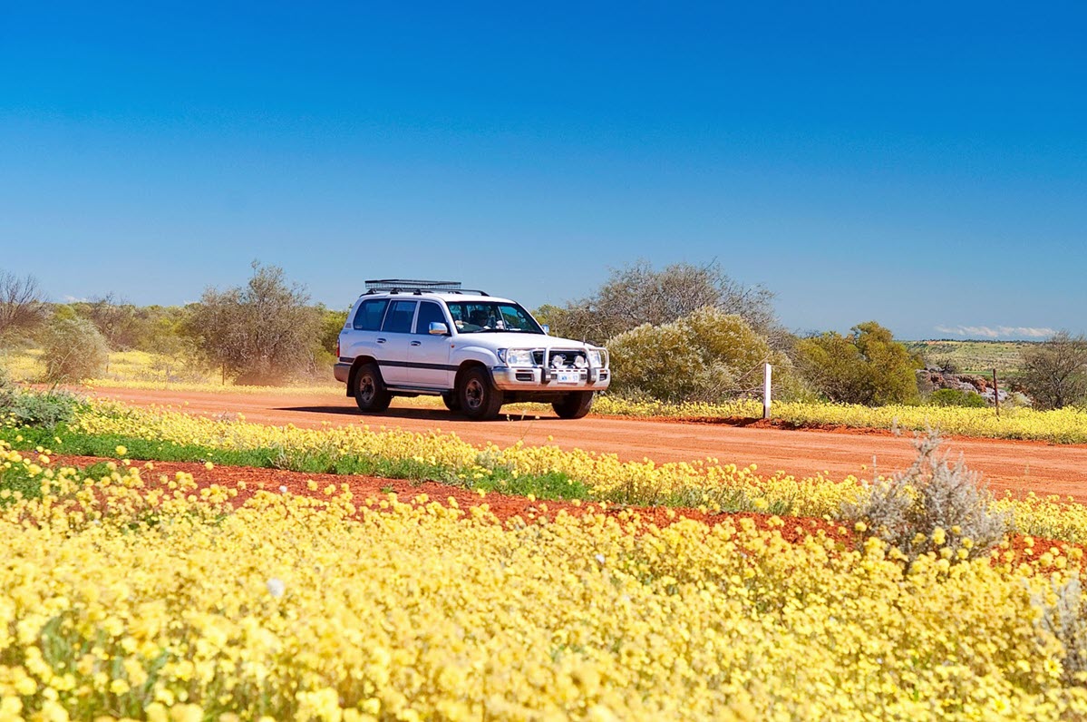 wanderoutyonger wildflowers western australia