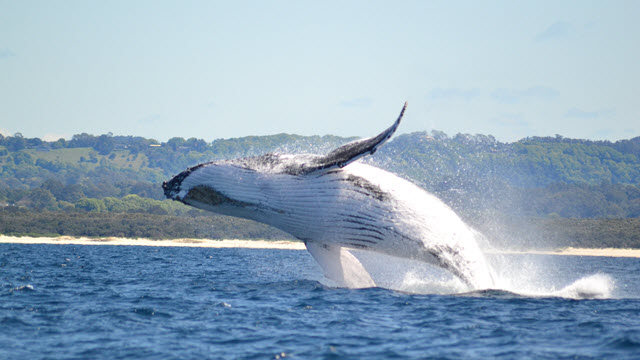 whale watching albany