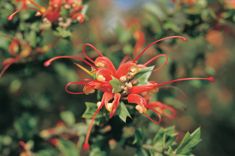 wildflowers albany great southern region