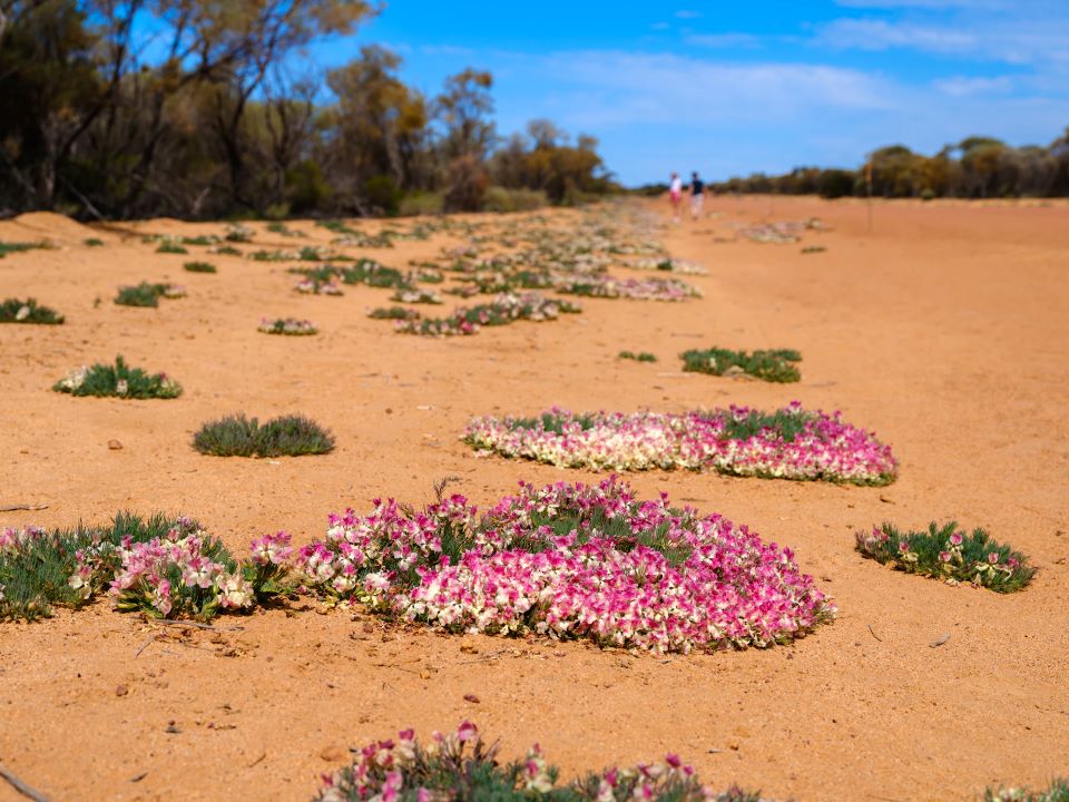 An image of pink flowers in a circle on red sand