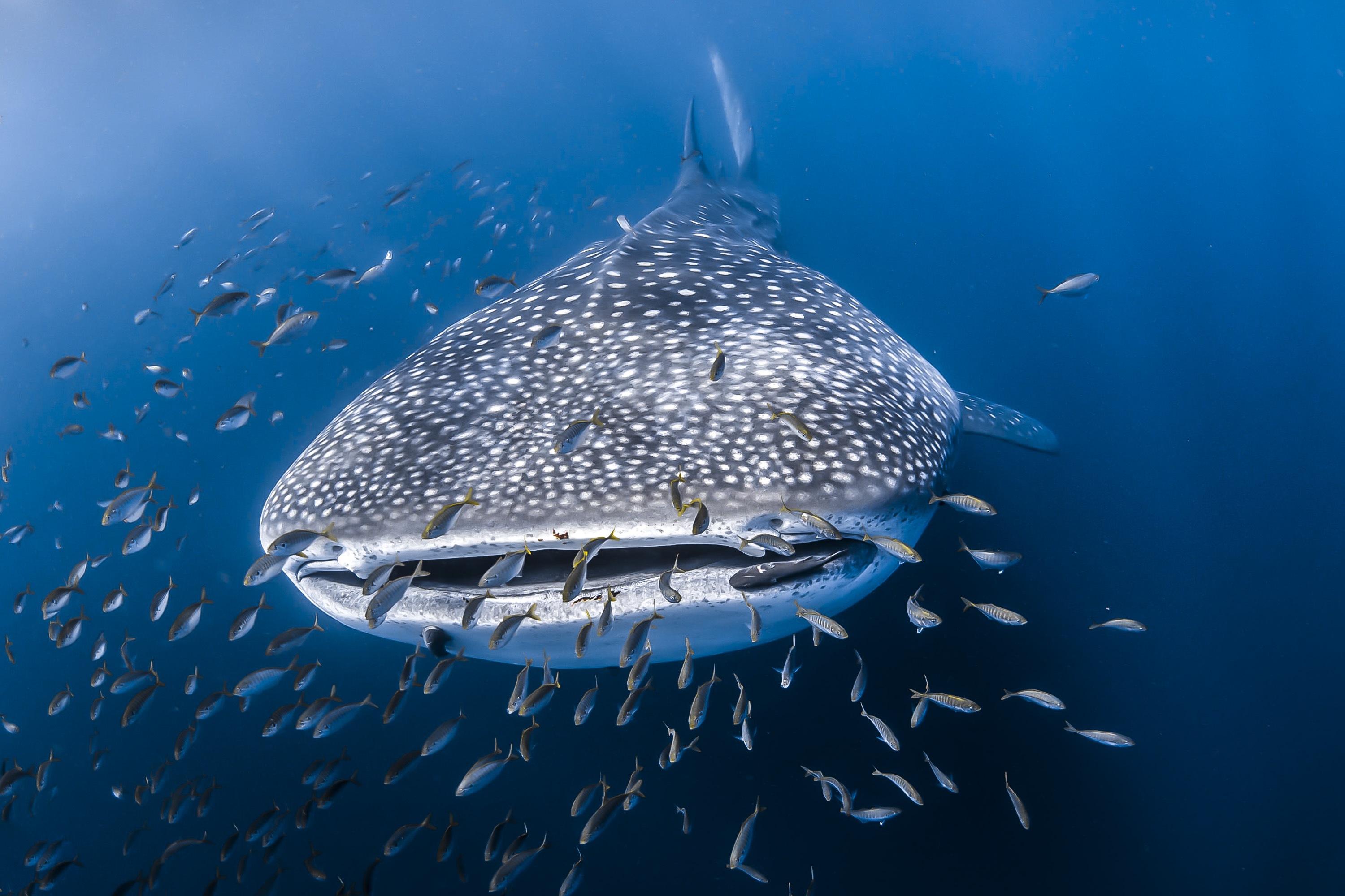 Whale Shark Adventure Tour