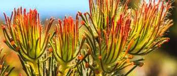 Geraldton Belair Gardens Caravan Park Booking System