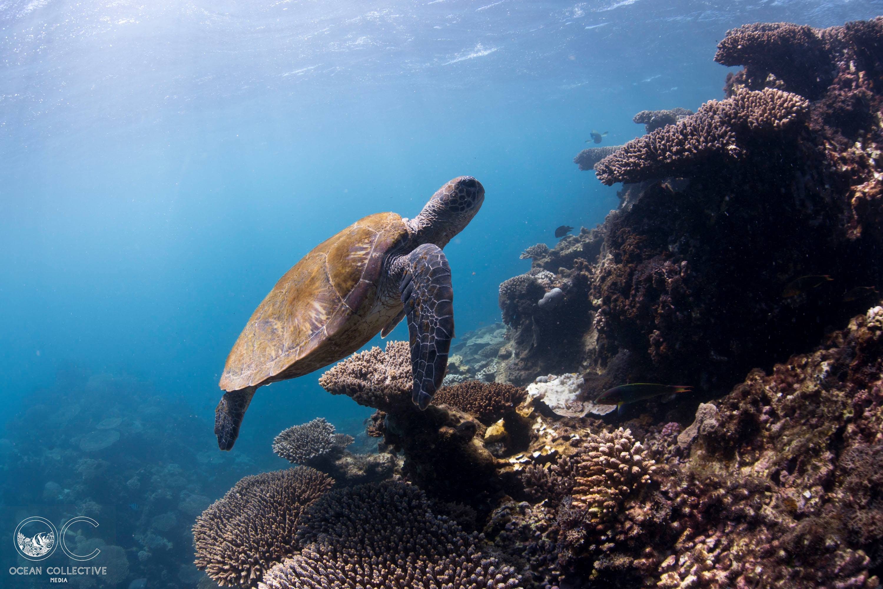 Two Dives or Snorkels on the Ningaloo Reef