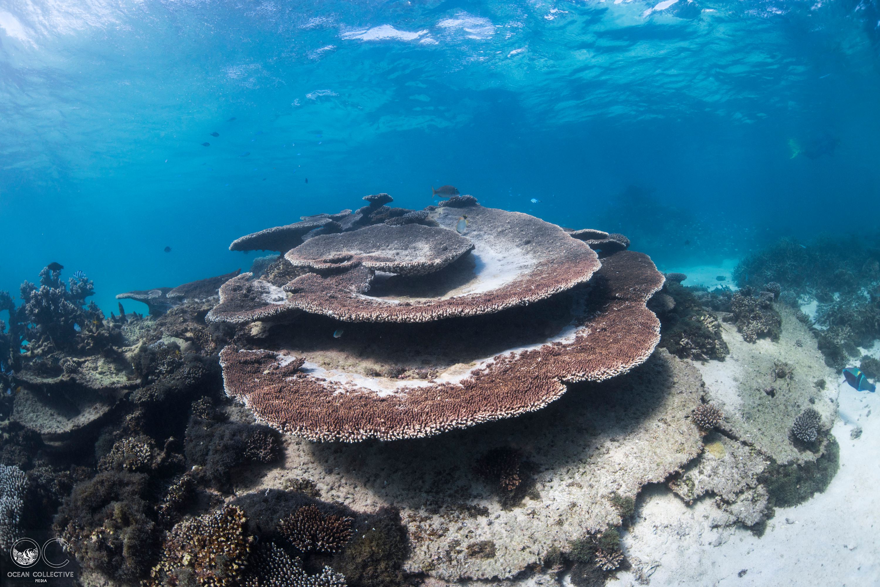 Two Dives Or Snorkels On The Ningaloo Reef