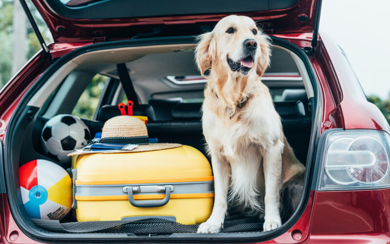 dog friendly road trips australia